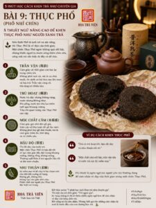 Infographic 5 thuật ngữ Thục Phổ trong văn hóa trà Việt